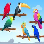 Bird Puzzle - Sort By Color MOD - Unlimited Money APK
